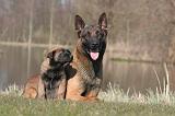 MALINOIS 1003